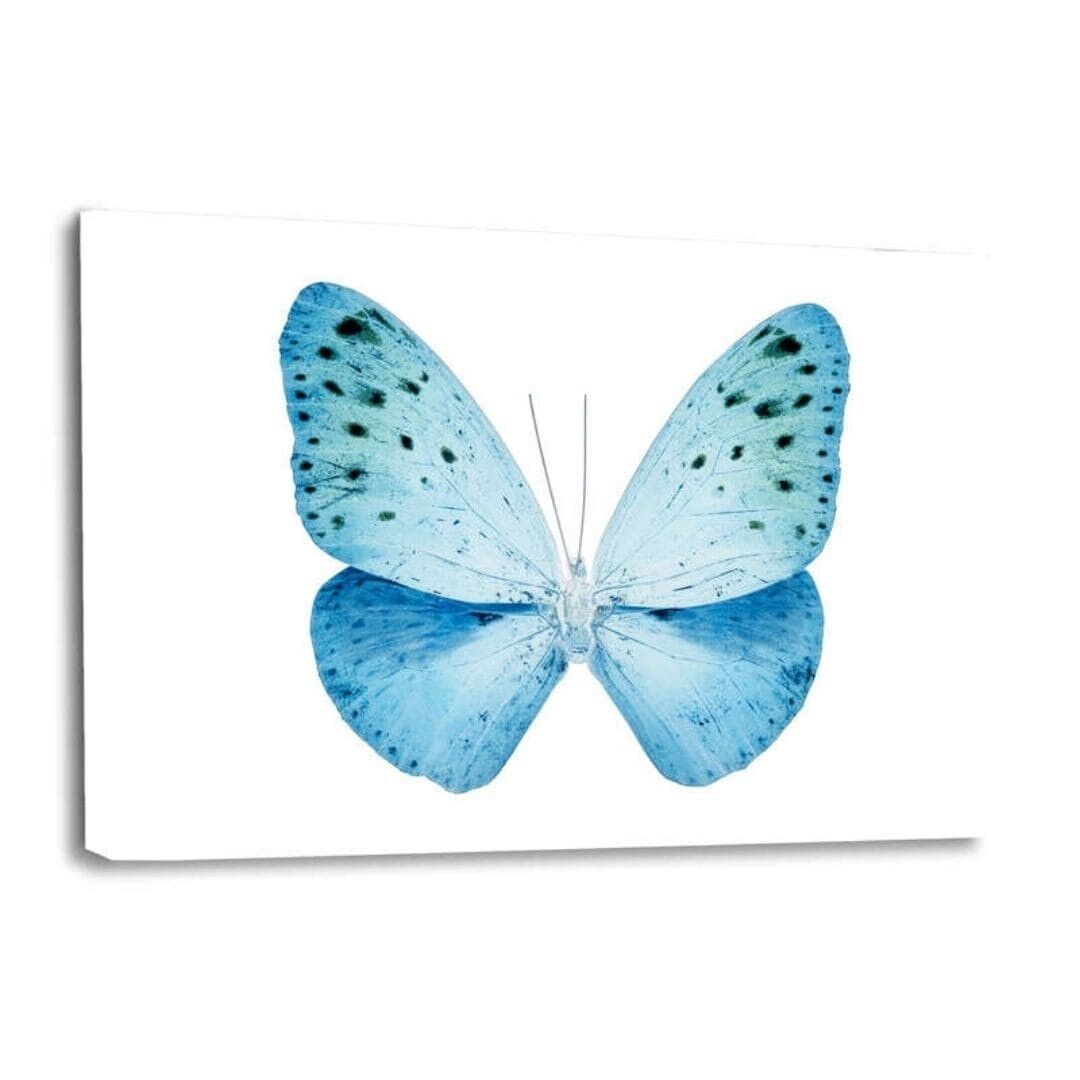 MISS BUTTERFLY EUPLOEA II