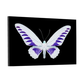 MLLE PAPILLON BROOKIANA II 4