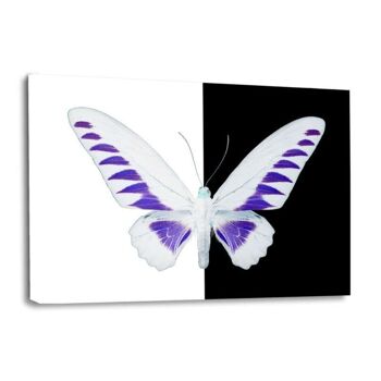 MLLE PAPILLON BROOKIANA 1