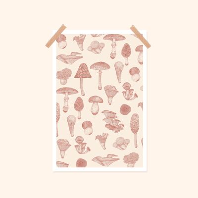 Poster funghi / 20x30 cm