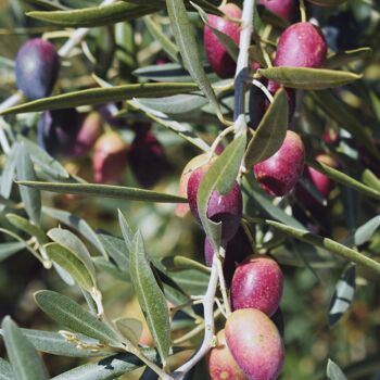 Huile d'Olive Extra Vierge 500 ml Sierra de Utiel, 100% Origine Naturelle Espagne 6