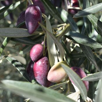 Huile d'Olive Extra Vierge Bouteille en Verre de 1L - Sierra de Utiel, 100% Origine Naturelle Espagne 6