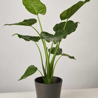 Alocasia Calidora XL im Paul Topf - Anthrazit