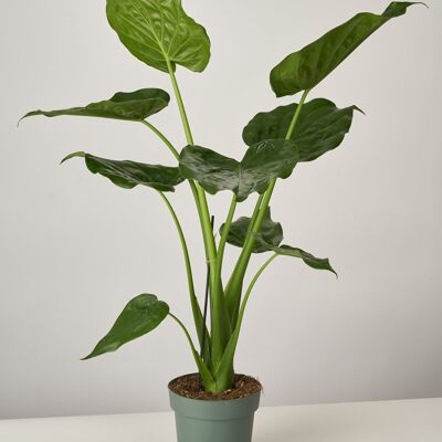 Alocasia Calidora XL