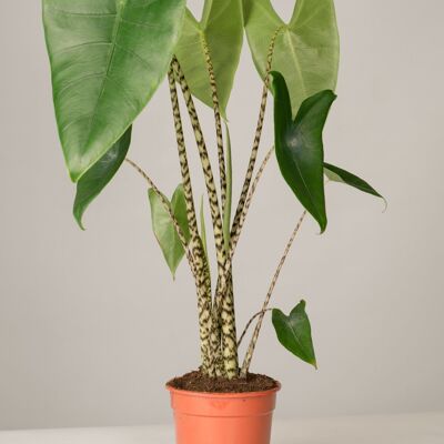 Alocasia Zebrina Pfeilblatt