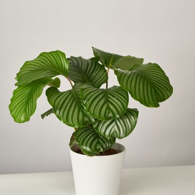 Calathea Orbifolia XL im Paul Topf - White