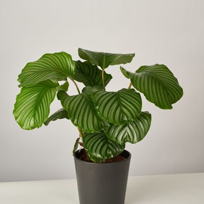 Calathea Orbifolia XL im Paul Topf - Anthrazit