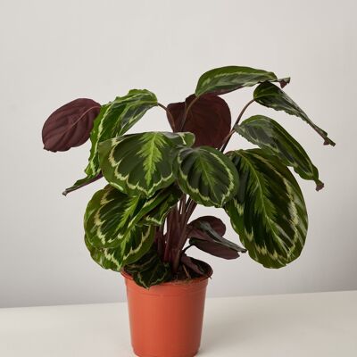 Calathea Medaillon XL