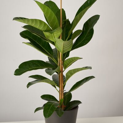 Ficus Benghalensis Benga XL im Paul Topf - Anthrazit