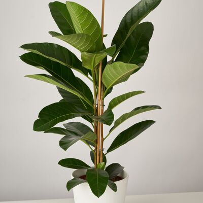 Ficus Benghalensis Benga XL im Paul Topf - White