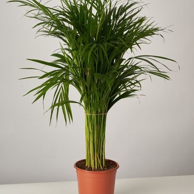 Areca Palme Dypsis Lutescens XL