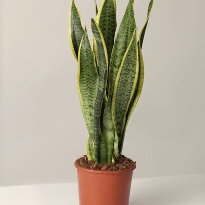 Bogenhanf Sansevieria Laurentii