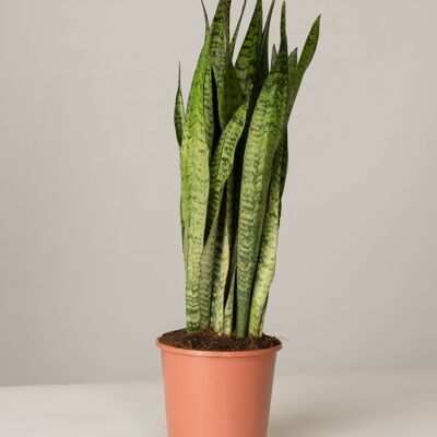 Bogenhanf Sansevieria Zeylanica