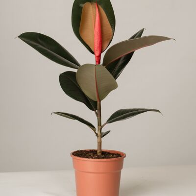 Gummibaum Ficus Elastica Abidjan