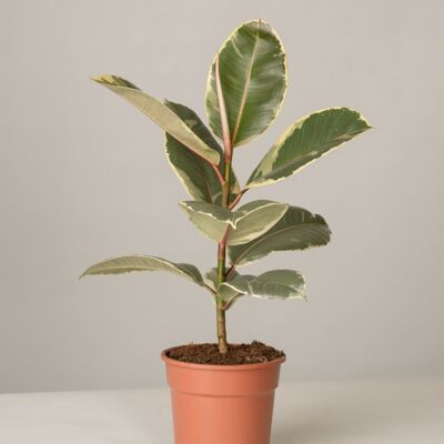 Gummibaum Ficus Elastica Tineke