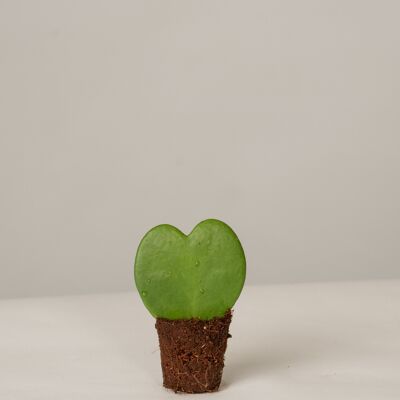 Herzblatt Pflanze Hoya kerrii