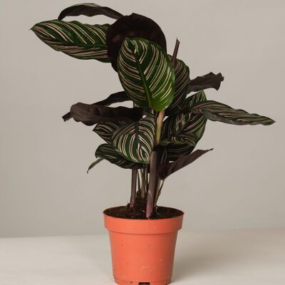 Calathea Ornata