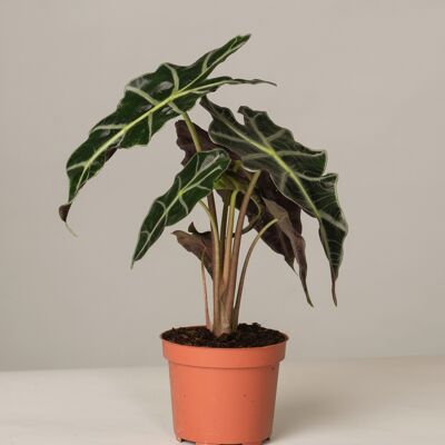 Alocasia Polly Pfeilblatt