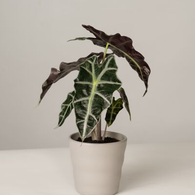 Alocasia Polly im Lilly Topf - Stone Grey