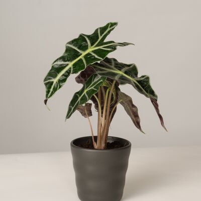 Alocasia Polly im Lilly Topf - Anthrazit