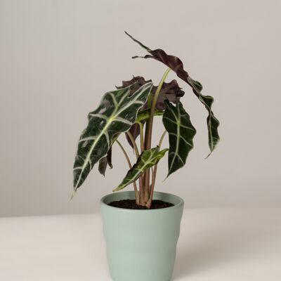 Alocasia Polly im Lilly Topf - Green Surf