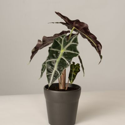 Alocasia Polly im Oskar Topf - Anthrazit