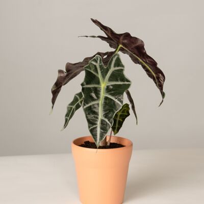 Alocasia Polly im Oskar Topf - Toscane