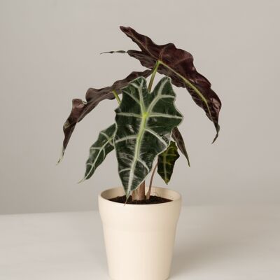 Alocasia Polly im Oskar Topf - Panna