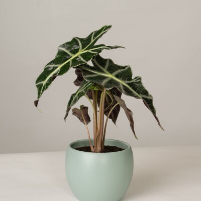 Alocasia Polly im Lyonel Topf - Green Surf