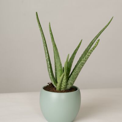 Aloe Vera im Lyonel Topf - Green Surf