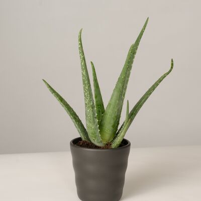 Aloe Vera im Lilly Topf - Anthrazit