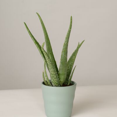 Aloe Vera im Lilly Topf - Green Surf