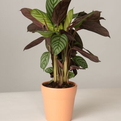 Calathea Compactstar im Oskar Topf - Toscane