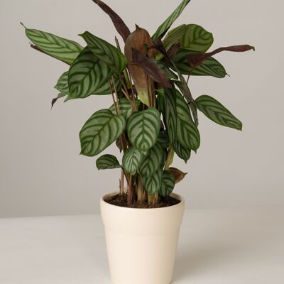 Calathea Compactstar im Oskar Topf - Panna