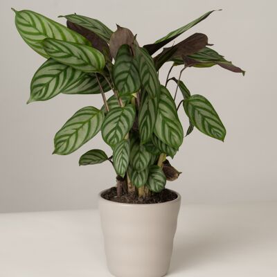 Calathea Compactstar im Lilly Topf - Stone Grey