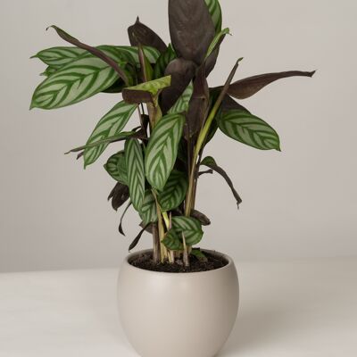 Calathea Compactstar im Lyonel Topf - Stone Grey