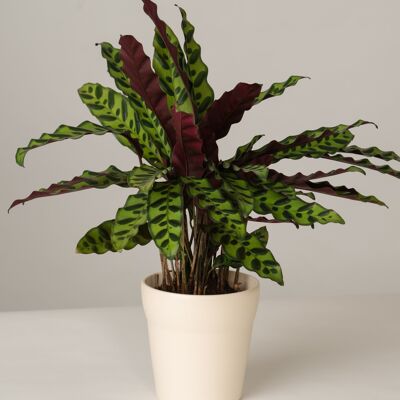 Calathea Lancifolia im Oskar Topf - Panna