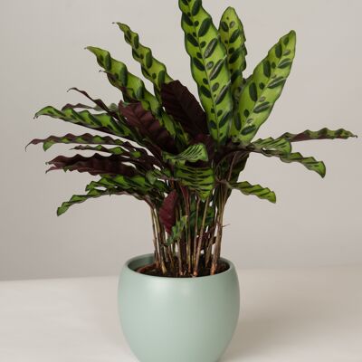 Calathea Lancifolia im Lyonel Topf - Green Surf