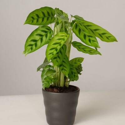 Calathea Leopardina im Lilly Topf - Anthrazit