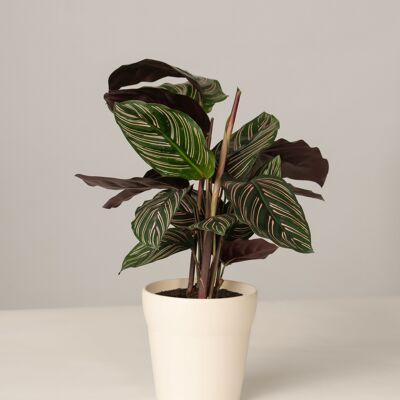 Calathea Ornata im Oskar Topf - Panna