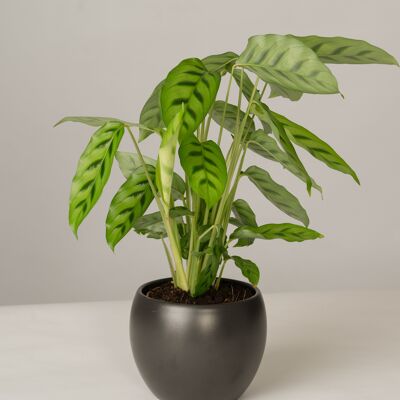 Calathea Leopardina im Lyonel Topf - Anthrazit