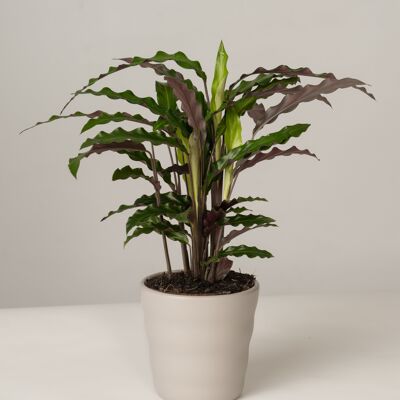 Calathea Rufibarba im Lilly Topf - Stone Grey