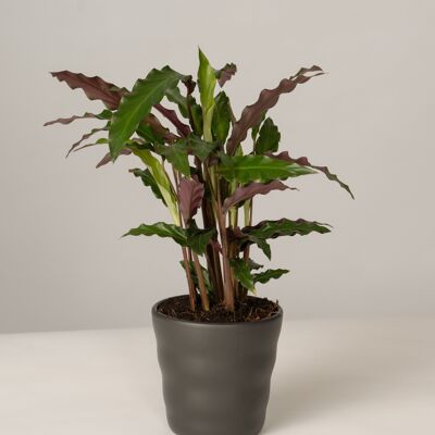 Calathea Rufibarba im Lilly Topf - Anthrazit