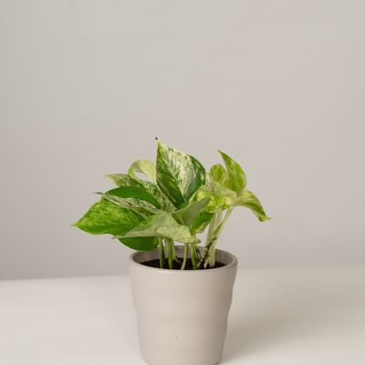 Efeutute Marble Queen im Lilly Topf - Stone Grey