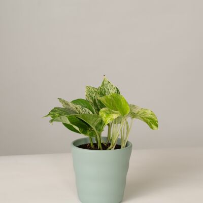 Efeutute Marble Queen im Lilly Topf - Green Surf