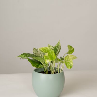 Efeutute Marble Queen im Lyonel Topf - Green Surf