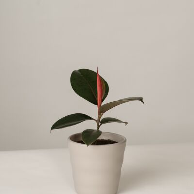 Ficus Elastica Abidjan im Lilly Topf - Stone Grey