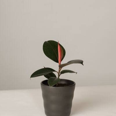 Ficus Elastica Abidjan im Lilly Topf - Anthrazit