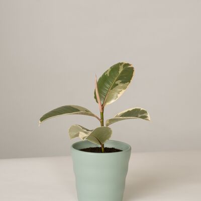 Ficus Elastica Tineke im Lilly Topf - Green Surf