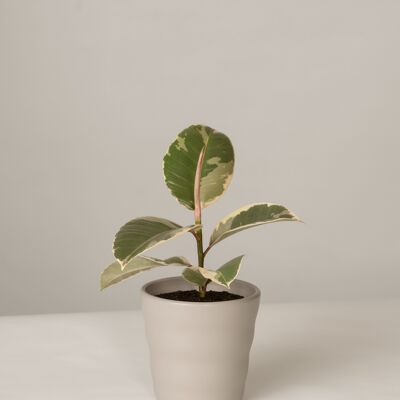 Ficus Elastica Tineke im Lilly Topf - Stone Grey